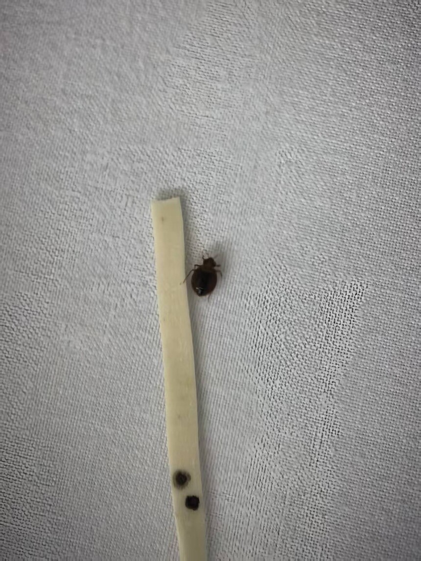 臭虫 床虱.jpg